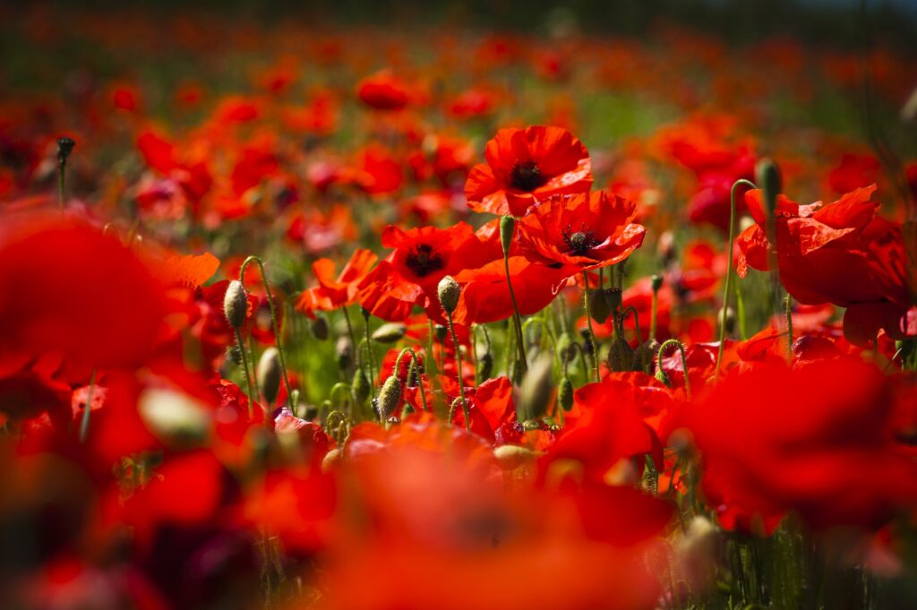 Poppy field near Stow-on-the-Wold, The Cotswolds, Gloucestershire, England, United Kingdom